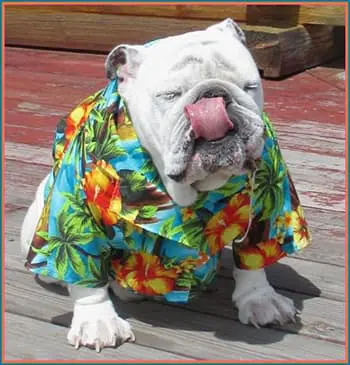 Stoke Travel’s Ibiza Gig Guide July 21-26